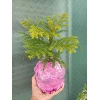 ราคา สนฉัตรฮาวาย เล็ก/ใหญ่ (จัดส่งใส่ถุงดำ) (17468779169)
