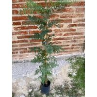 ราคา ต้นซิลเวอร์โอ๊ค Silver Oakไม้ฟอกอากาศ/ต้นสูง 80-100 cm (25480620162)