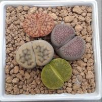 ราคา Cake Cactus Farm ไม้อวบน้ำ กระบองเพชร Lithops ไลทอป 4 ต้น 4 สายพันธุ์ ไซด์ใหญ่ (7636196056)