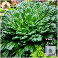 ราคา เมล็ดพันธุ์กวางตุ้งดอกไม้ไฟ(Tat Soi Chinese flat cabbage) (29187577984)