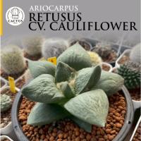 ราคา Ariocarpus retusus cv. Cauliflowerอริโอคาปัส ไม้เมล็ด กระถาง 5 นิ้ว (48402527176)
