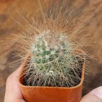 ราคา Mammillaria Rekoi l แมมมิลลาเรีย รีกอย หนามทอง (5717993965)