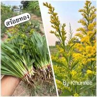 ราคา ต้นกล้าดอกสร้อยทอง ต้นละ 1 บาท ชุด 500 ต้น พร้อมส่ง (23107679022)