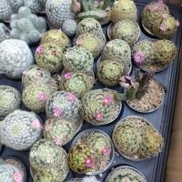 ราคา แมมขนนกเหลือง ส่วนใหญ่ดอกชมพู (23387565345)