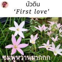 ราคา บัวดิน 'เฟิร์สเลิฟ (First love) หรือรักแรก' รูปจากต้นจริงจากสวน (22502900253)