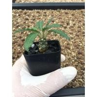 ราคา ต้นมะพร้าวทะเลทราย # ถอดรากส่ง # Dorstenia Plant # ดอททีเนีย # #Cactus #กระบองเพชร#พืชทนแล้ง#ไม้ประดับ (6891675027)