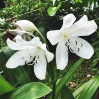 ราคา 1 หัวหน่อ ว่านมหาบัว ดอกขาว Crinum moorei ดอกสวย กลิ่นหอมฟุ้งกระจาย (6663290053)