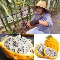 ราคา Palora Dragon Fruit Yellow พันธุ์แก้วมังกรสีเหลืองเอกวาดอร์ (14288112622)
