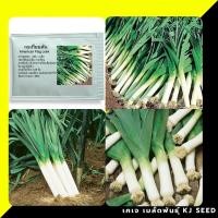 ราคา กระเทียมต้น - American Flag Leek บรรจุชุดละ 200 เมล็ด สินค้ามีคุณภาพ ราคาถูก ของแท้ % (517739926)
