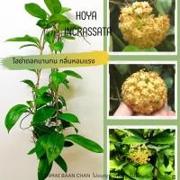 ราคา โฮย่าอินคลาสซาต้า Hoya incrassata โฮย่าฟอร์มใหญ่ มีกลิ่นหอมกลาง ต้นยาว60ซม. ส่งต้นติดดอก (12957911021)