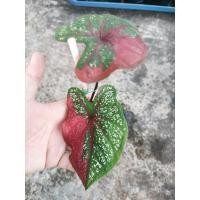 ราคา บอนสีนางไหม นางไหม บอนสี (10248958759)