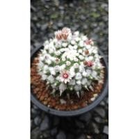 ราคา Mammillaria Bucareliensis cv. erusamu / แมมมิลลาเรีย อิรุซามุ ดอกขาวขีดชมพู (41027402893)