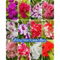 ราคา เมล็ดเทียนกุหลาบ ดอกซ้อนคละสี 100 เมล็ด (43910461742)