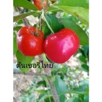 ราคา ต้นเชอรี่ไทย กิ่งตอน สูง 50-70ซม. จัดส่งฟรี (14301346742)
