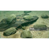 ราคา PHACOPIDA TRILOBITE FOSSILS (55751448990)
