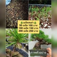 ราคา (ล็อต 15/01/69) เมล็ดสนดำญี่ปุ่น เมล็ดใหม่ Blackpine ต้นสนดำ เมล็ดสนดำ สนดำญี่ปุ่น บอนไซ เมล็ดเมเปิ้ล (13097727277)