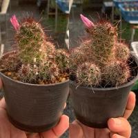 ราคา แมมมิลลาเรีย หนามตะขอแดง ฟอมกอ (Mammillaria mazatlanensis) (23427429788)