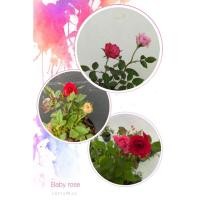 ราคา กุหลาบหนูต้นเล็ก กุหลาบจิ๋ว กุหลาบแคระ (1 กระถางมี 2 สี) สุดคุ้ม กระถาง 3 นิ้ว สินค้ามีจำกัด (6665317721)