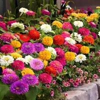 ราคา เมล็ดพันธุ์ ดอกบานชื่นคละสี 100 เมล็ด Mixed Zinnia Flower Seed เมล็ดพันธุ์แท้ ดอกบานชื่นซ้อน เมล็ดบานชื่น（ปลูกง่าย） (40523693165)