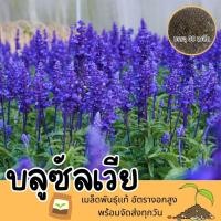 ราคา 5 แถม 1 เมล็ดบลูซัลเวีย (Blue Salvia Seed) เมล็ดพันธุ์แท้ ปลูกง่าย อัตรางอกสูง เก็บเมล็ดปลูกต่อได้ ไม่กลายพ (23461282005)