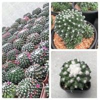 ราคา แมมปุยหิมะ “อิรุซามุ” (Mammillaria bucareliensis “Erusamu”)กระบองเพชร แคคตัส (19228821127)