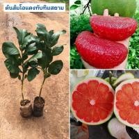 ราคา ชุด 1 ต้น ส้มโอแดงทับทิมสยาม ต้นเสียบยอด มีจำนวนจำกัด (17888029481)