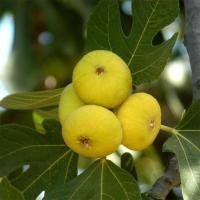 ราคา ต้นมะเดื่อฝรั่ง พันธุ์ Yellow israel Figs กระถาง 10 นิ้ว ลำต้นสูง 70-80 ซม (23447513894)
