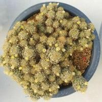 ราคา ต้นกระบองเพชร แมมเม็ดพริก Mammillaria Prolifera #mammilaria #cactus (4140463084)