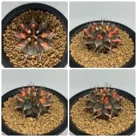 ราคา แคคตัส Gymnocalycium variegated cactus แคคตัส กระบองเพชร ยิมโนด่าง (3880454242)