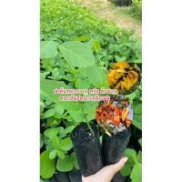 ราคา ต้นทองกวาว/ต้นจานดอกส้ม/ดอกเหลืองคละสีได้(ชุด3ต้น) (28284935971)