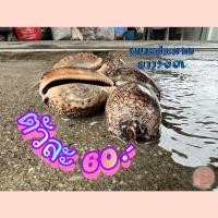 ราคา เปลือกหอยเบี้ยควายหรืออาราเบี่ยน เปลือกหอยธรรมชาติ (19534620030)