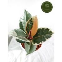 ราคา ยางอินเดียด่างสามสี (ใบฮาฟด่างเหลือง) (5394433593)