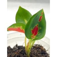 ราคา Aglaonema สุขสมใจปอง | ไม้กระถาง ต้นไม้ (42257156490)
