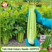 ราคา 600เมล็ด/แพ็ค เมล็ดพันธุ์ คื่นฉ่ายฝรั่ง Tall Utah Celery Seeds Vegetable Seeds เมล็ดคื่นฉ่าย คื่นฉ่ายยักษ์ เซเลอรี่ (45704789929)