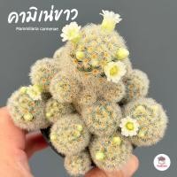 ราคา แมมมิลาเรีย คามิเน่ขาว Mammillaria carmenae แคคตัส กระบองเพชร cactus&succulent (5841528106)