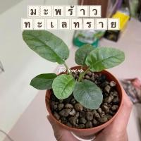 ราคา มะพร้าวทะเลทรายใบกลม (ส่งแบบหุ้มราก) น่ารัก แคคตัส กระบองเพชร (พร้อมส่ง) (13746184746)