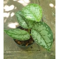 ราคา Scindapsus pictus 'Exotica'  (56156756816)