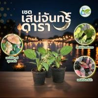 ราคา เซตเสน่จันทร์ดารา บุษราคัม+เสน่ห์จันทร์แดง+เสน่ห์จันทร์ดำ 1 เซตได้ 3 ต้น กระถาง 2 นิ้ว (41176323315)