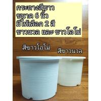 ราคา W06กระถางพลาสติกสีขาว 6นิ้ว ❌ขนาดตามจริง 6นิ้ว❌ มีให้เลือก 2สี สีขาวโอโม่/สีขาวนวล ถูกมาก‼️ (13315802567)