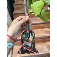 ราคา กิ่งตอน มะเดื่อฝรั่ง BTM6 (40107197135)