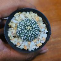 ราคา Cactus แอสโตรซุปเปอร์ (4334919991)