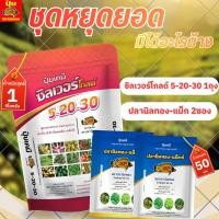 ราคา ชุดหยุดยอด ยอดไม่ไหล ใบตัน ก่อนเปิดตาดอกวิธีผสม ต่อน้ำ 200 ลิตร ปุ๋ยเกล็ด 5-20-30 ปลานิลทองแมกช์ 1 ซอง (42009708577)