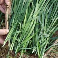 ราคา เมล็ดพันธุ์ กุยช่าย Chives Seeds 200เมล็ด เมล็ดผักปลูกในกระถาง (48602047850)