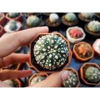 ราคา แอสโตร วี ด่าง ซุปเปอร์ นูดัม 5 พู ปลาดาว Mix astro v super nudum cactus กระบองเพชร แคคตัส (10589226861)