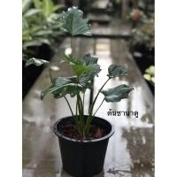 ราคา ต้นซานาดู ฟิโลเดนดรอน ทองไม้ฟอกอากาศ ในกระถาง 8” (2936352809)