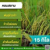 ราคา เมล็ดพันธุ์ข้าว ข้าวเจ้า หอมสยาม หอมมะลิเตี้ย ข้าวนาปี ไวแสง หอมนุ่ม ผลิตสูง 15 กก.คูลเกษตร KR16 (28167767320)
