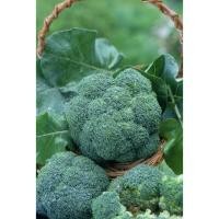 ราคา เมล็ด บล็อคโคลี่ พันธุ์ วอทัม29 - Waltham29 Broccoli (136404939)