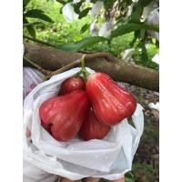 ราคา ✘▫ถุงห่อฝรั่งผลไม้ เจาะ 3 รูสีขาวขุ่นกรองUV ไม่ต้องห่อกระดาษ ขนาด 6*14เจาะ 3 รู 1 มัดมี 5 แพค (3992430895)