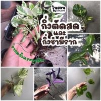 ราคา กิ่งตัดสด[ขั้นต่ำ 30 บาท รวมกับสินค้าอื่นได้] ฟิโลเขียวเบอร์เบิ้ล พลูด่าง พลูงาช้าง พลูฉลุ พลูด่างใบใหญ่ ราชินีหินอ่อน (7780625854)