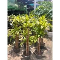 ราคา #ต้นวาสนาอธิษฐาน ต้นวาสนา กระถางดำปรกติ 100-130cm( Dracaena fragrans(L.) Ker Gawl. กระถางดำ11นิ้ว (23627620067)
